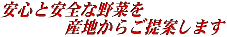 安心と安全な野菜を 　　　　産地からご提案します